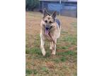 Adopt Toby a Black - with Tan, Yellow or Fawn German Shepherd Dog / Mixed dog in