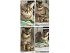 Adopt Dante a Tan or Fawn Tabby Domestic Shorthair (short coat) cat in Rock