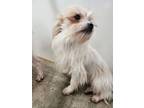 Adopt Red a White Shih Tzu / Mixed Breed (Medium) / Mixed (short coat) dog in