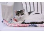 Adopt Fanny a White Domestic Shorthair / Mixed Breed (Medium) / Mixed (short