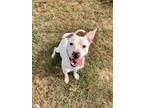 Adopt Frost a White Mixed Breed (Small) / Mixed Breed (Medium) / Mixed (short