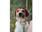 Adopt Dove a Tan/Yellow/Fawn Australian Shepherd / Mixed Breed (Medium) / Mixed