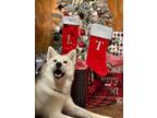 Adopt Leo a White - with Red, Golden, Orange or Chestnut Alaskan Malamute /