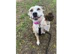 Adopt Jema a White - with Tan, Yellow or Fawn Staffordshire Bull Terrier / Pit