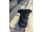 Adopt Momma a Black Labrador Retriever / Chow Chow / Mixed dog in San Antonio