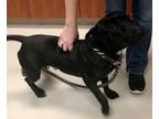 Adopt Astro a Black Staffordshire Bull Terrier dog in SAINT AUGUSTINE, FL