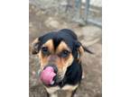 Adopt COOPER a Black - with Tan, Yellow or Fawn Black and Tan Coonhound / Mixed