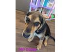 Adopt Dopey a Black German Shepherd Dog / Mixed Breed (Medium) / Mixed (short