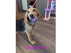 Adopt Sleepy a Black German Shepherd Dog / Mixed Breed (Medium) / Mixed (short