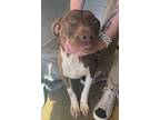 Adopt Glitter a Brown/Chocolate Mixed Breed (Small) / Mixed Breed (Medium) /