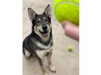 Adopt ODEN a Black - with Tan, Yellow or Fawn Alaskan Malamute / German Shepherd