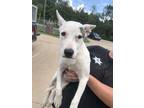 Adopt Thelma a White Mixed Breed (Medium) / Mixed Breed (Medium) / Mixed (short