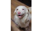 Adopt Quest a Australian Shepherd / Mixed dog in Troy, IL (40362352)