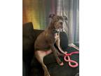 Adopt Daisy a Gray/Silver/Salt & Pepper - with White American Pit Bull Terrier /