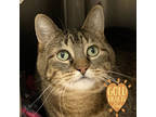 Adopt Maggie a Brown Tabby Domestic Shorthair / Mixed Breed (Medium) / Mixed
