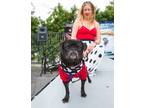 Adopt Francis *special needs* a Pug / Mixed dog in Gardena, CA (40941854)