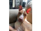 Adopt Waldo a American Pit Bull Terrier / Mixed dog in Bloomington