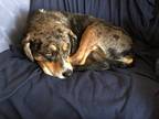 Adopt Jupiter a Australian Shepherd / Mixed dog in Bloomington, IN (40951405)