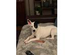 Adopt X-Mas a White - with Black Terrier (Unknown Type, Medium) / Mixed dog in