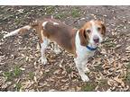 Adopt Ruffo a Red/Golden/Orange/Chestnut - with White Beagle / Mixed dog in