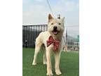 Adopt Puss in Boots a White - with Tan, Yellow or Fawn Fox Terrier (Wirehaired)