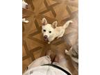 Adopt Glinda a Shiba Inu / Jindo dog in New York, NY (39576784)