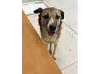Adopt Fairy Godmother a Tricolor (Tan/Brown & Black & White) Australian Shepherd