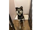 Adopt Prince Hans a Black - with Tan, Yellow or Fawn Australian Shepherd /