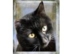 Adopt Cinder a Domestic Mediumhair / Mixed (medium coat) cat in Lagrange