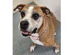 Adopt Sierra a Boxer / Mixed Breed (Medium) / Mixed dog in Portland