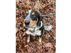 Adopt Starsky a Gray/Silver/Salt & Pepper - with Black Border Collie /