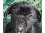 Adopt Scout a Black Shih Tzu / Mixed dog in Boise, ID (40950782)