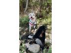Adopt Sophie a White - with Tan, Yellow or Fawn American Staffordshire Terrier /