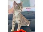 Adopt Mochi a Domestic Shorthair / Mixed (short coat) cat in Darien