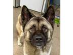 Adopt Kira a Tricolor (Tan/Brown & Black & White) Akita / Mixed dog in Toms