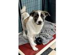 Adopt Sandy a White - with Brown or Chocolate Mastiff / Mixed dog in Chicago