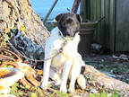 Adopt Lego a White Fox Terrier (Smooth) / Feist / Mixed (short coat) dog in
