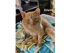 Adopt Keegan a Orange or Red Tabby Domestic Shorthair (short coat) cat in