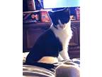 Adopt Panda a Black & White or Tuxedo Domestic Shorthair (short coat) cat in