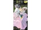 Adopt Kiki Mae & Bucky a Shih Tzu / Mixed dog in Davie, FL (39740583)