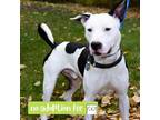 Adopt Blaze a Black American Pit Bull Terrier / Mixed Breed (Medium) / Mixed