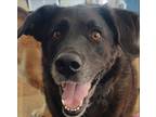 Adopt Millie a Black - with White Labrador Retriever / German Shepherd Dog /