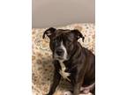 Adopt Lincoln a Black - with White American Staffordshire Terrier / Mixed dog in