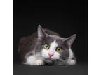 Adopt Prost a Gray or Blue Domestic Shorthair / Mixed Breed (Medium) / Mixed
