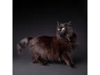 Adopt Midnight a All Black Domestic Longhair / Mixed Breed (Medium) / Mixed