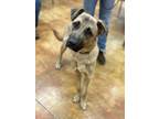 Adopt Clyde a Tan/Yellow/Fawn German Shepherd Dog / American Pit Bull Terrier /