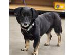 Adopt Rosco a Black - with Brown, Red, Golden, Orange or Chestnut Dachshund /