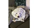 Adopt Olaf a White Staffordshire Bull Terrier dog in Tampa, FL (40831145)