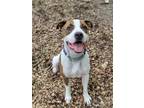 Adopt Tico a Boxer / American Pit Bull Terrier / Mixed dog in Walden