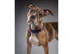 Adopt Nectarine a American Pit Bull Terrier / Mixed dog in Walden, NY (40540831)
